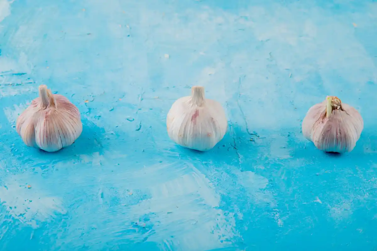cut garlic cloves in soil tomato plant disease prevention