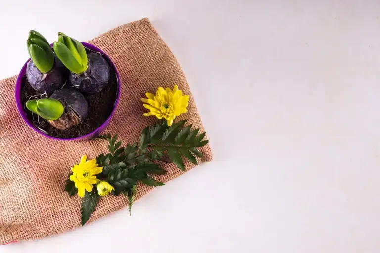 ficus plant yellow leaves home remedy