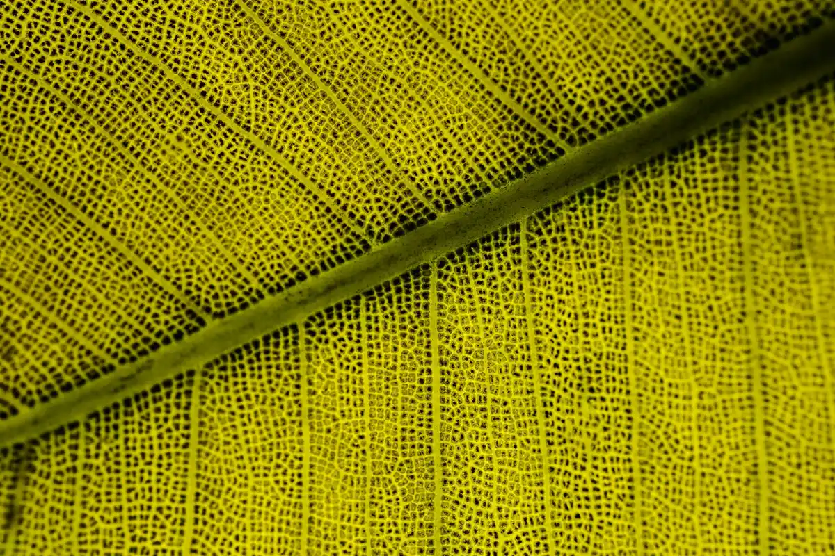 Ficus plant yellow leaves close up