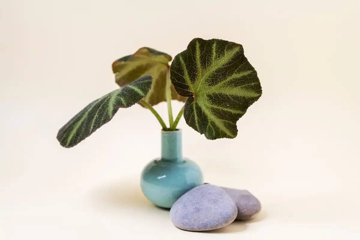 Ficus houseplant humidity pebbles method