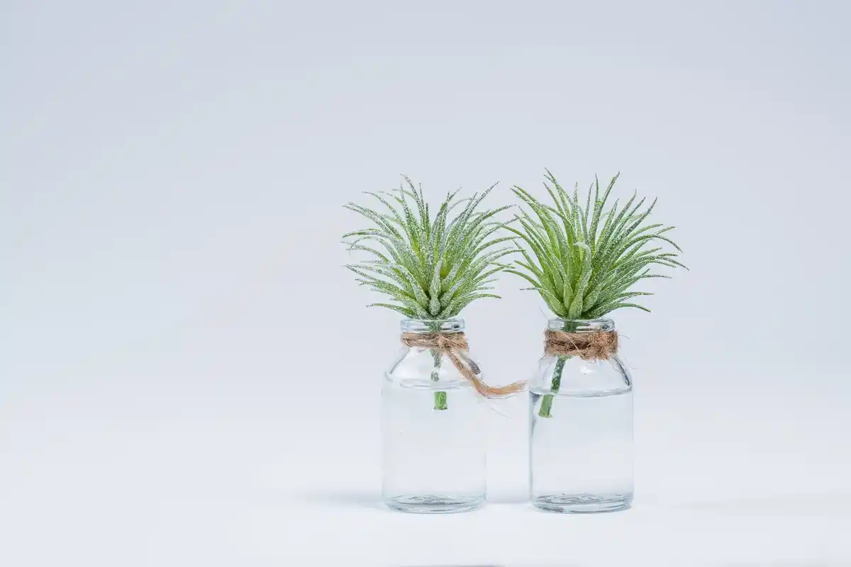 home plant propagation success glass jar water roots growing