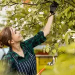 pruning cherry and plum trees in czech orchard summer