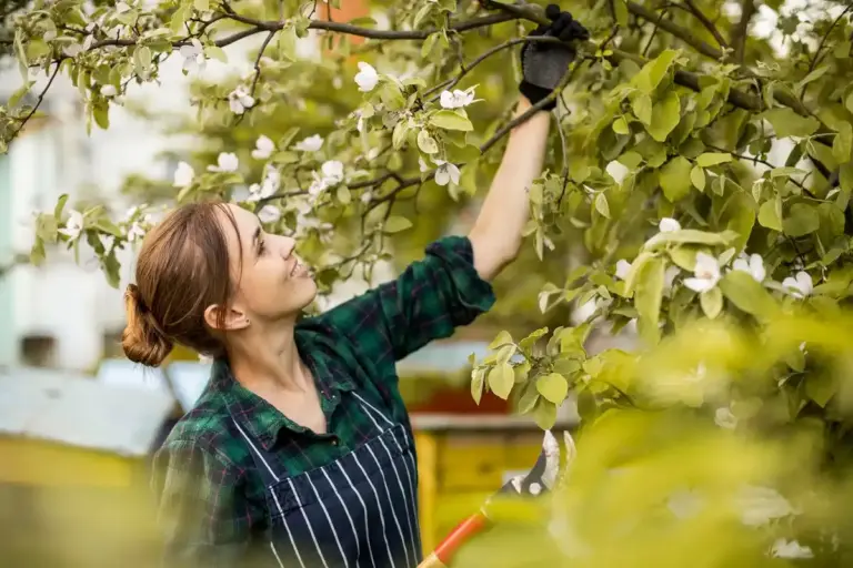 pruning cherry and plum trees in czech orchard summer