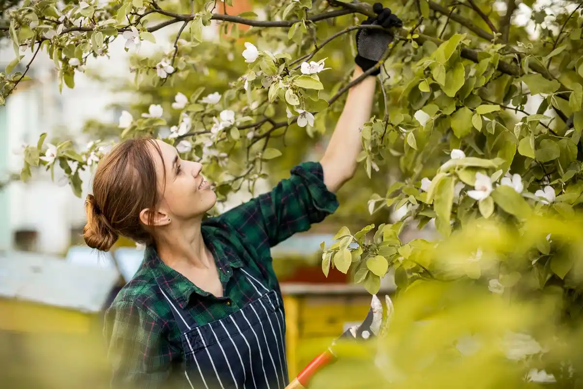 pruning cherry and plum trees in czech orchard summer