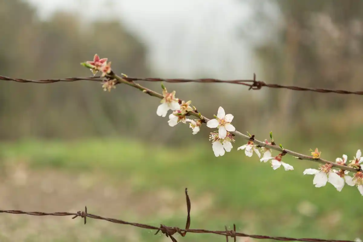 close up of cutting cherry tree branch in czech garden