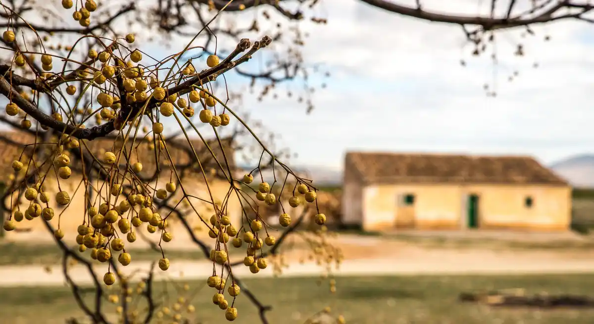 detail of plum tree after summer pruning in traditional czech orchard
