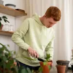 pouring potato water onto indoor plants