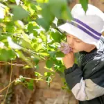 elderly picking aronia berries in Czech garden