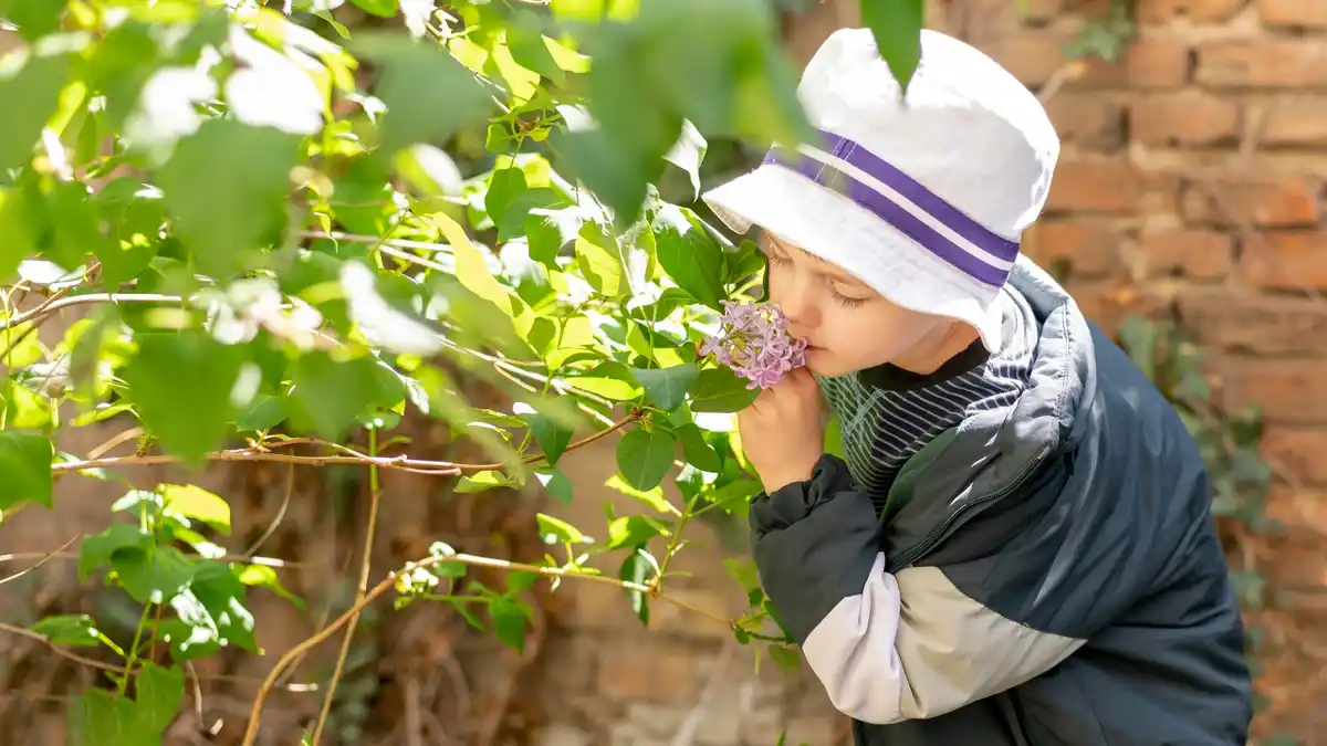 elderly picking aronia berries in Czech garden