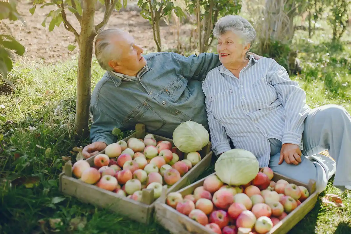 Czech seniors picking fruit in garden