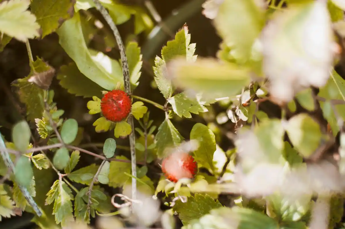 Wild aronia berry bush in Czech countryside