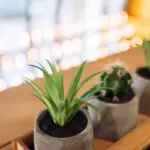 feng shui houseplants arrangement natural light