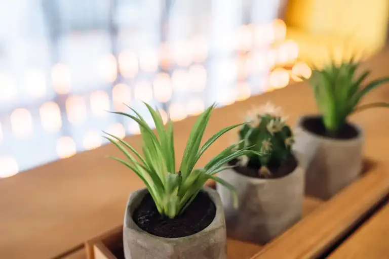 feng shui houseplants arrangement natural light