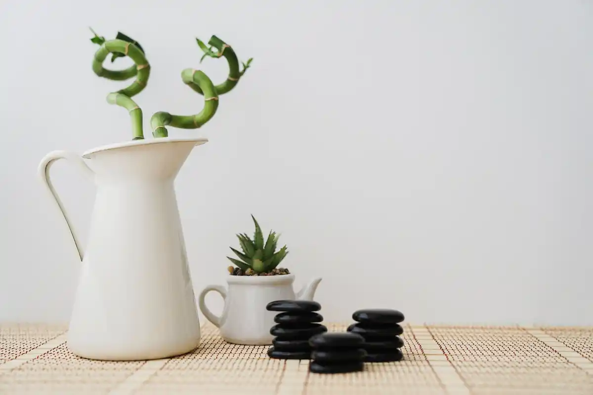 feng shui home plants placement bright room