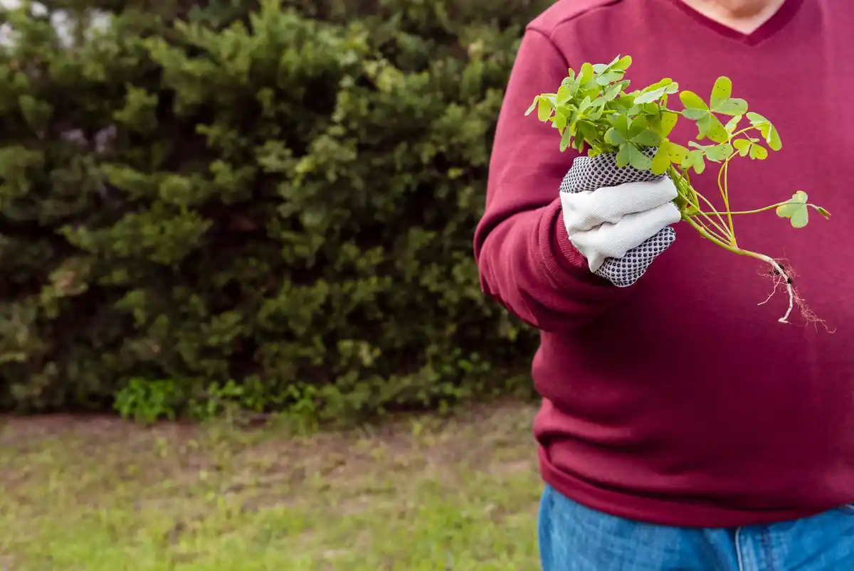homemade garlic nettle pesticide in czech garden