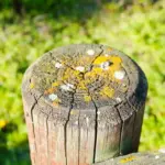 beer trap for aphids garden