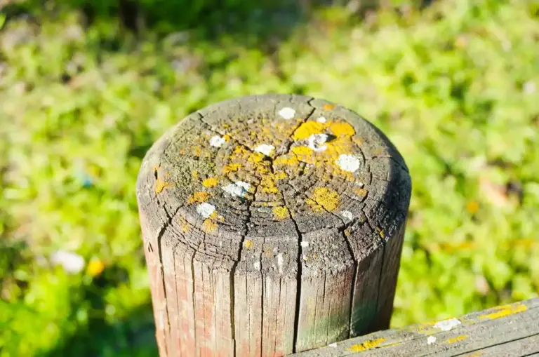 beer trap for aphids garden