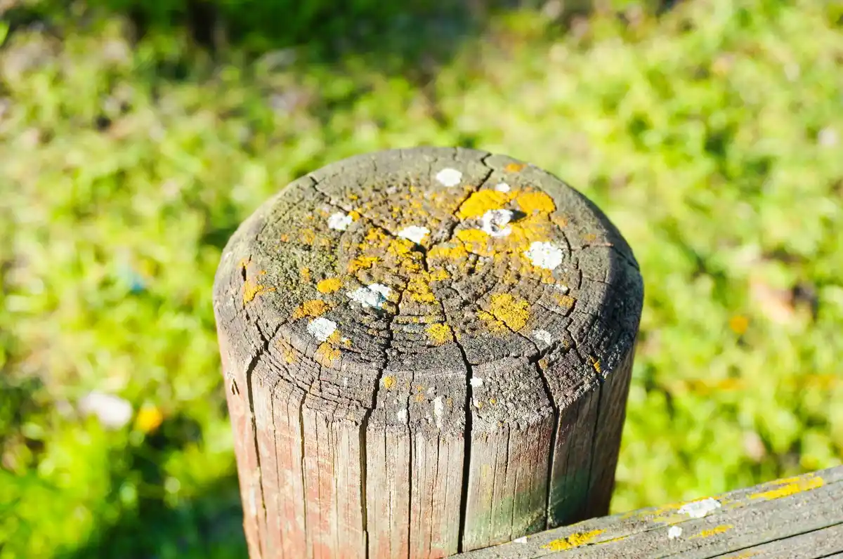 beer trap for aphids garden
