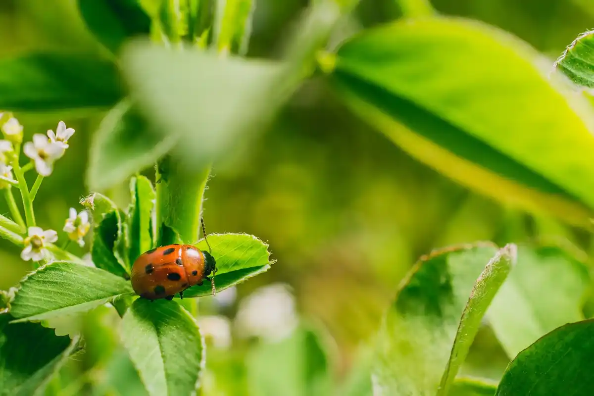 ladybug eating aphids on green plant macro closeup