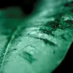 close up plant disease leaf spots