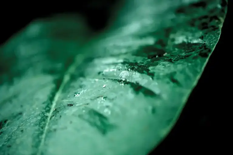 close up plant disease leaf spots