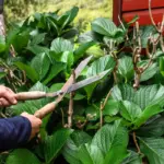 dull garden shears, damaged plants, Czech backyard