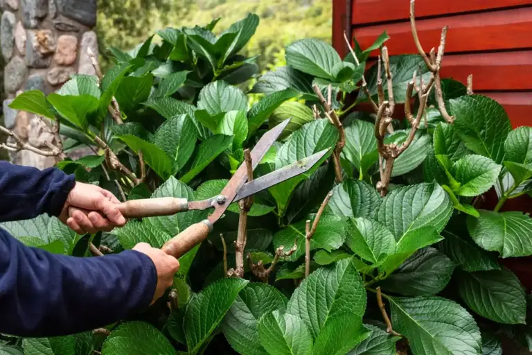 dull garden shears, damaged plants, Czech backyard