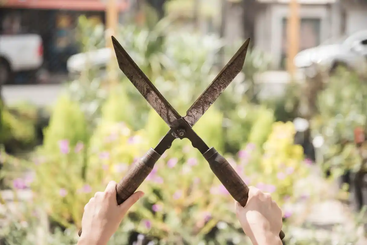 rusty garden shears close up outdoor