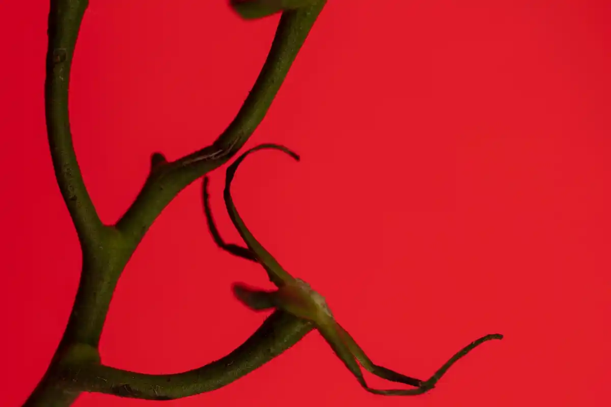 damaged plant branch after cutting with dull shears