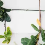 diy garden border from tree branches