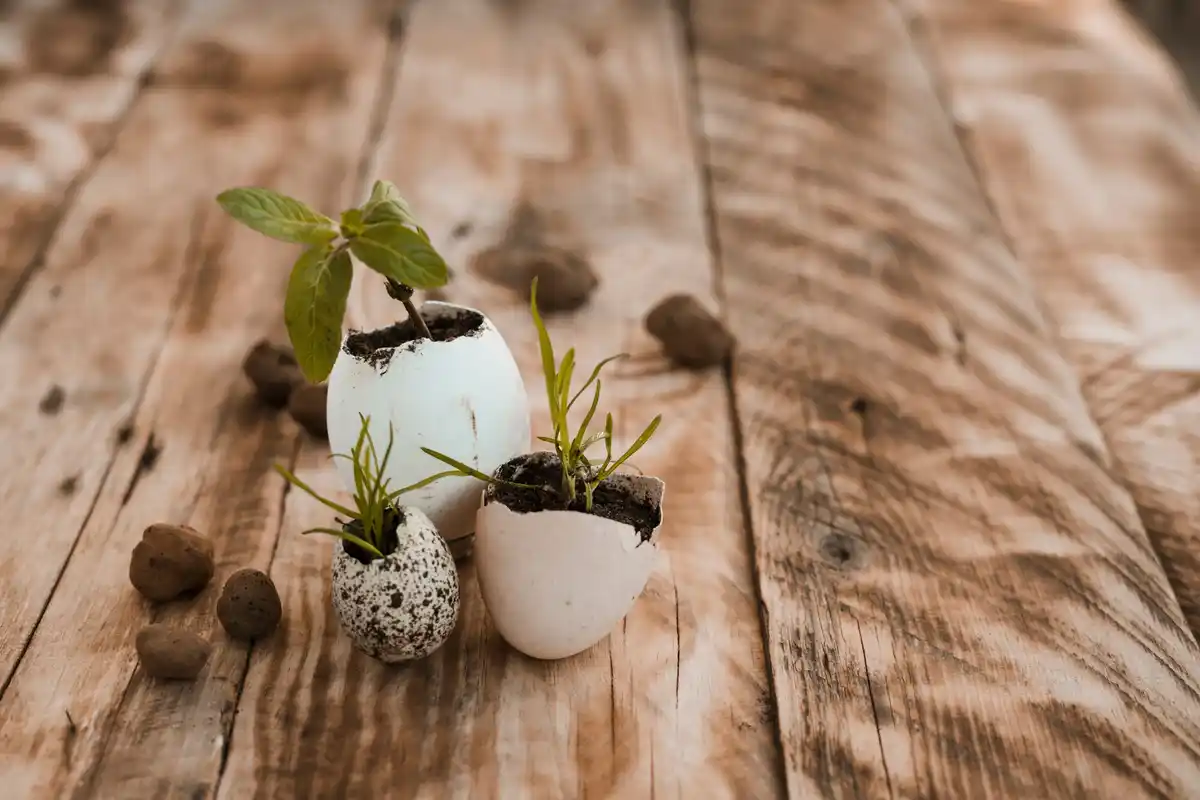 crushed eggshells on garden soil under vegetable plants