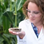 pH soil tester in garden with tomato plant