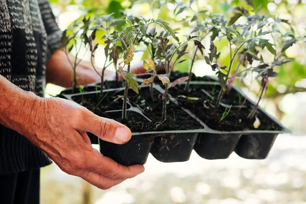 testing pH soil tomato plant gardening