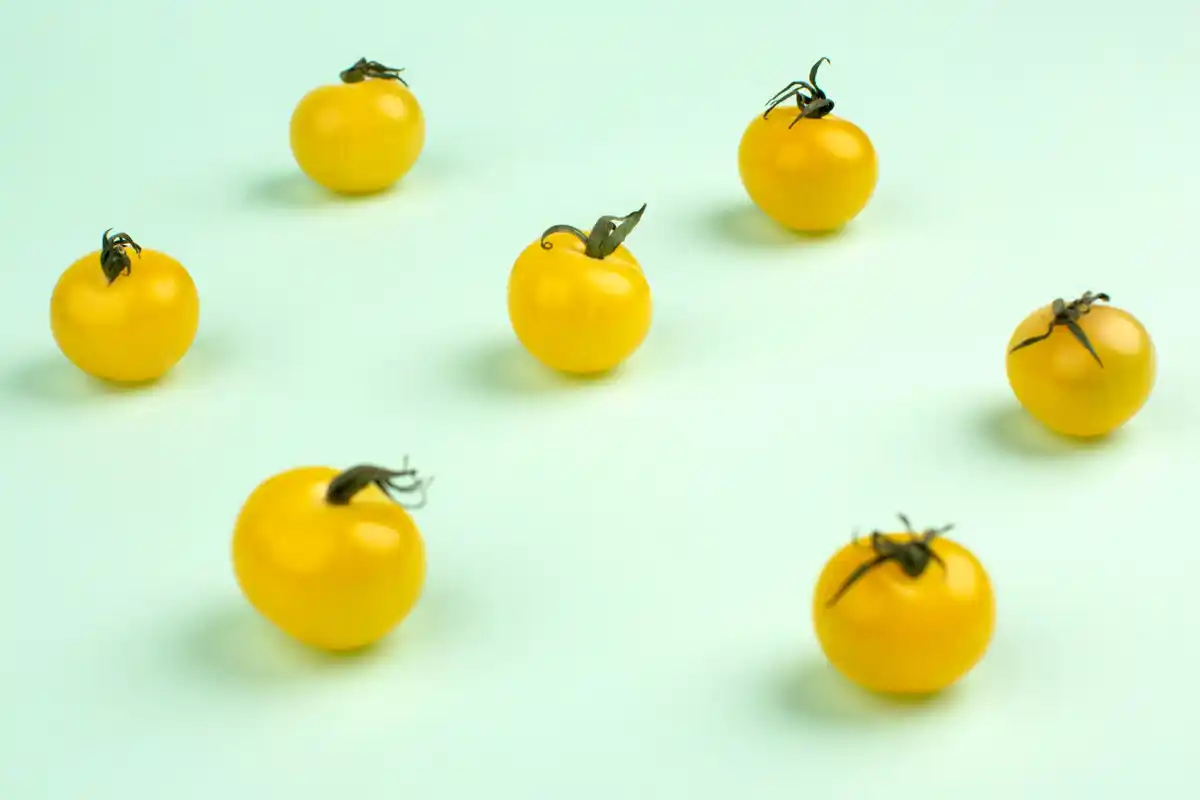 yellow tomato leaves soil gardening