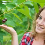 cherry tree problem no fruit Czech garden