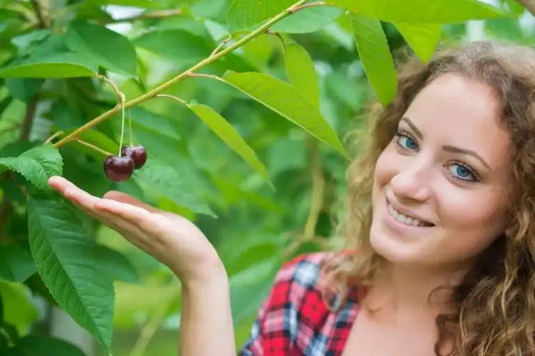 cherry tree problem no fruit Czech garden