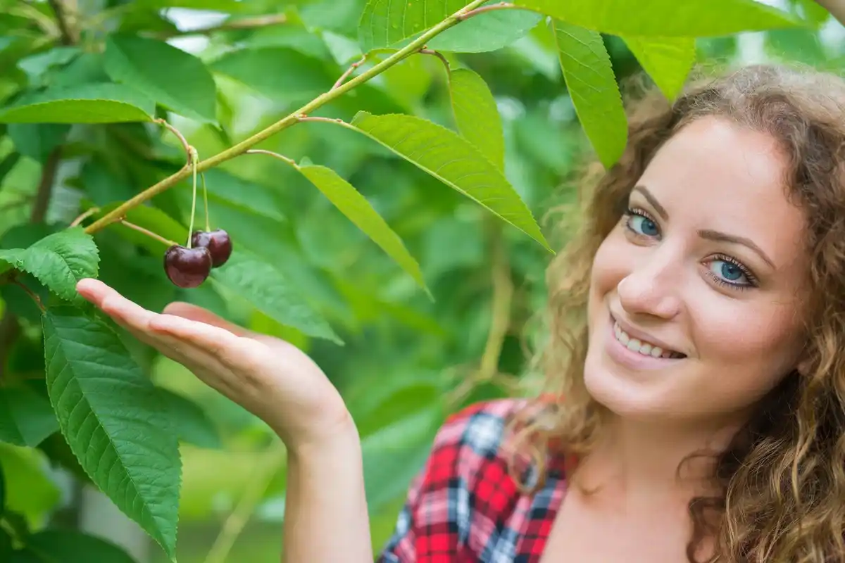 cherry tree problem no fruit Czech garden