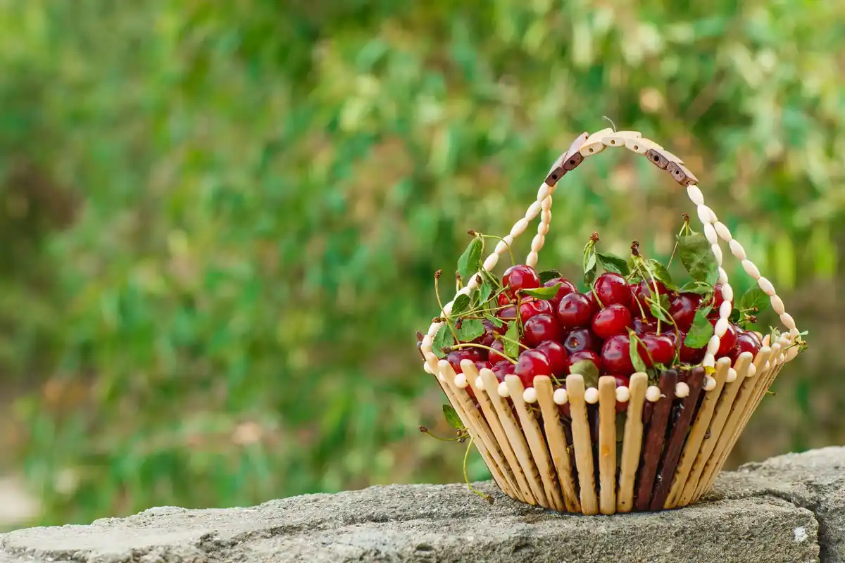 cherry tree not bearing fruit garden Czech Republic spring