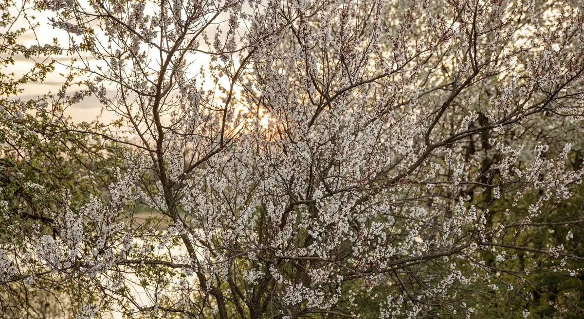 cherry tree blooming no cherries Prague garden detail