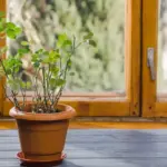 succulents in winter window no watering