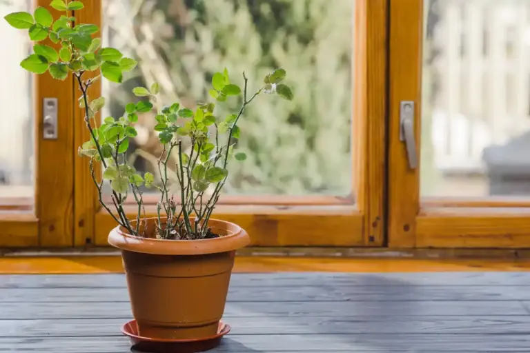 succulents in winter window no watering