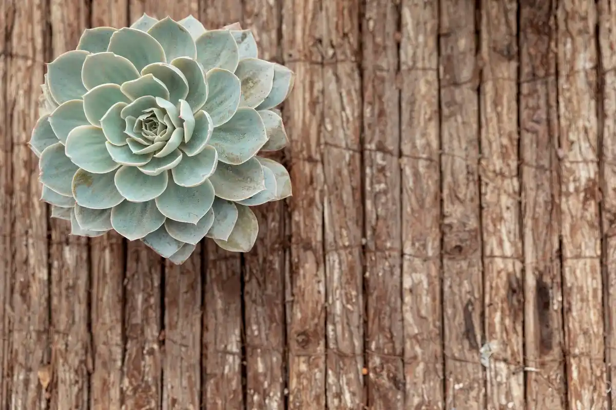 dry succulent leaves in winter window
