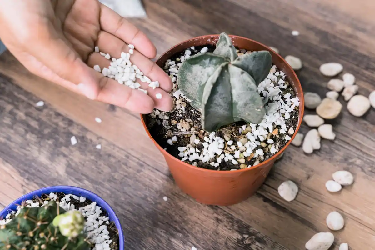 succulents dormancy no watering autumn