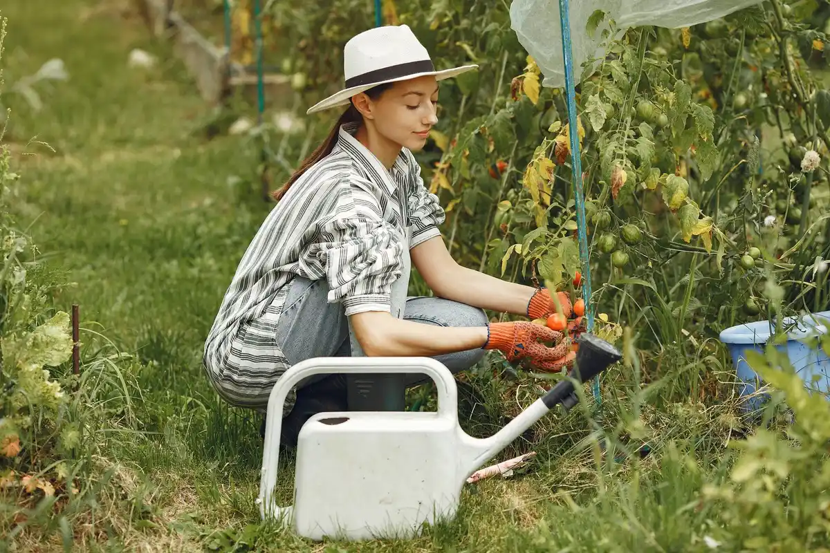 watering vegetable garden Czech backyard