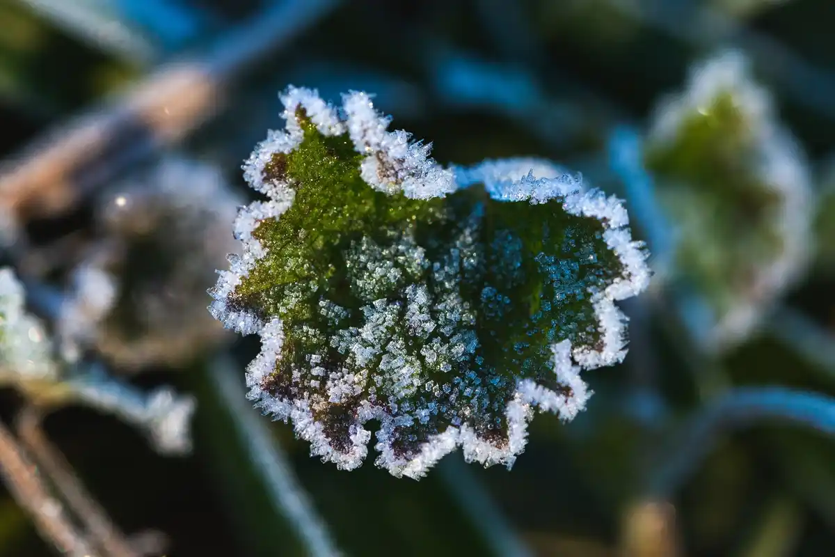 frost on young vegetables Czech garden