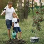 watering apple tree midday