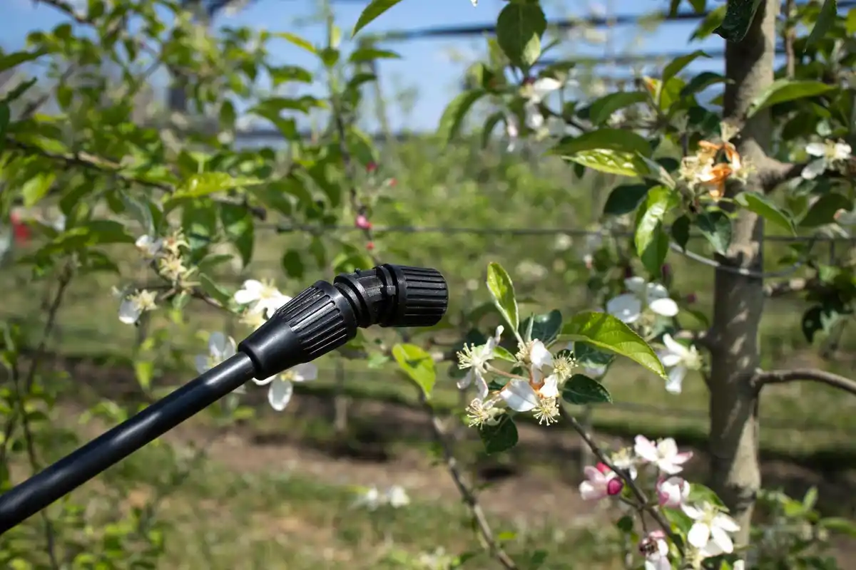watering apple trees in hot sunlight