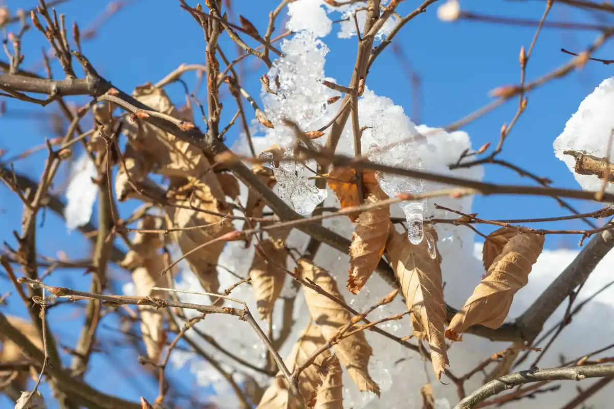 damaged apple tree leaves after midday watering