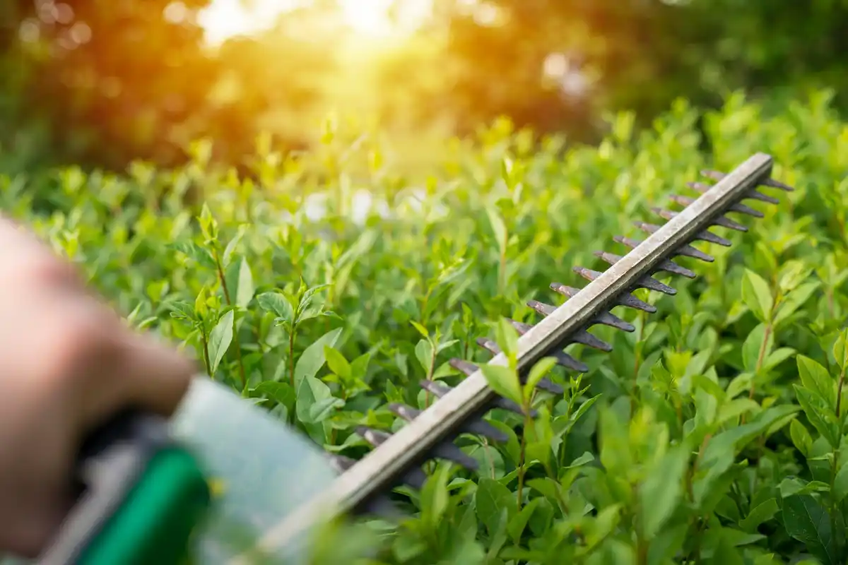 electric hedge trimmer in use on garden hedge czech