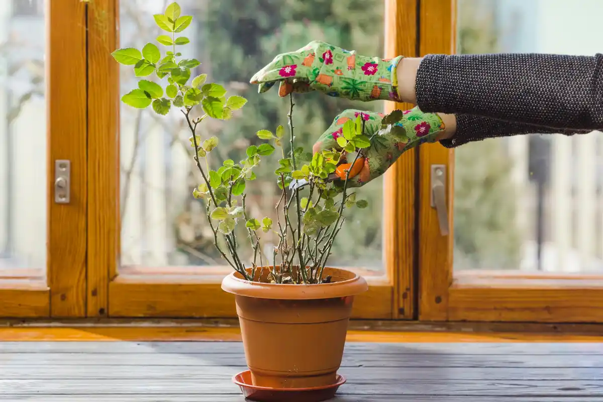 sick houseplant early signs windowsill